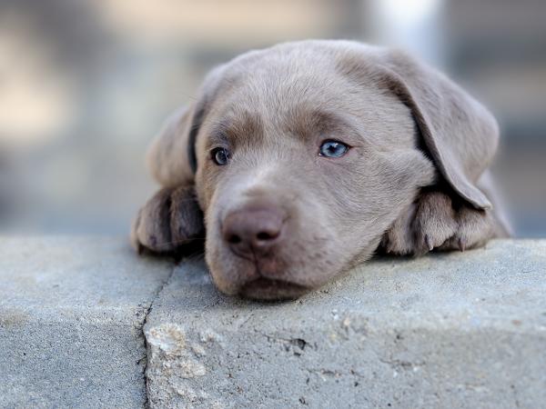 Labrador Retriever -farger - Grå Labrador