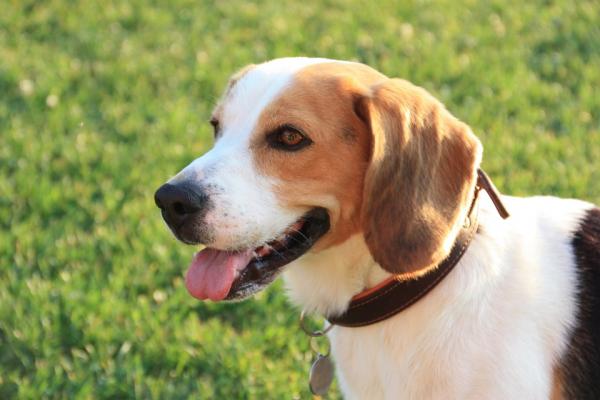 Midd i hundens ører - Symptomer og behandling - Forhindre midd i hundens ører