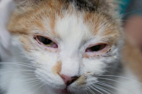 Amoxicillin for katter - Dosering, bruk og bivirkninger - Hva er amoksicillin bra for katter?
