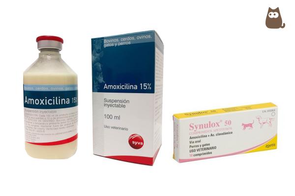 Amoxicillin for katter - Dosering, bruk og bivirkninger - Hva er Amoxicillin?