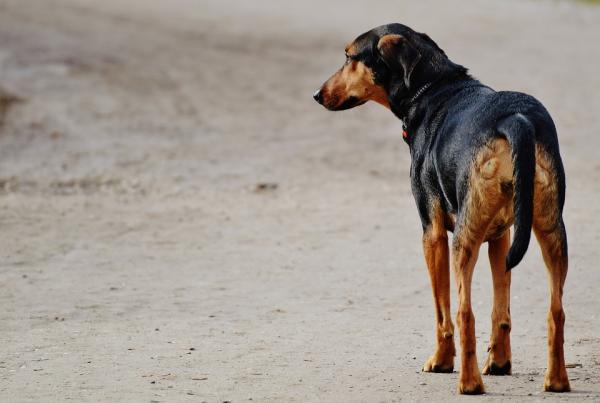 Luftveissykdommer hos hunder - Bronkitt 