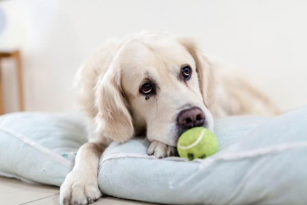 Luftveissykdommer hos hunder - Lungebetennelse 