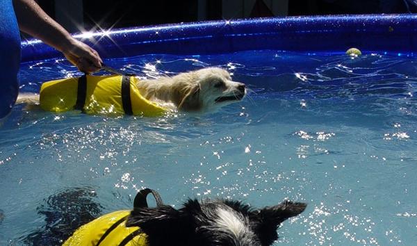 Øvelser for hunder med hoftedysplasi - Hydroterapi