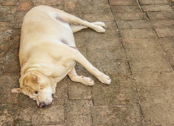 Trening for overvektige hunder - Konsekvenser og tips for behandling