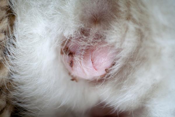 Kastrering av katter - Pris, konsekvenser og prosedyre - Kastrering av en hannkatt: restitusjon