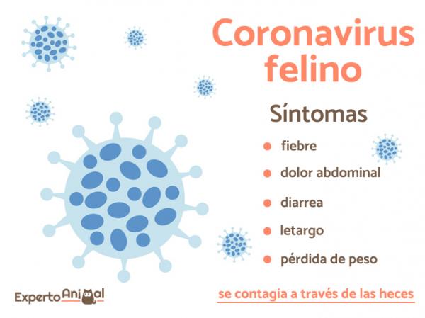 Feline Coronavirus - Symptomer og behandling - Feline Coronavirus -symptomer