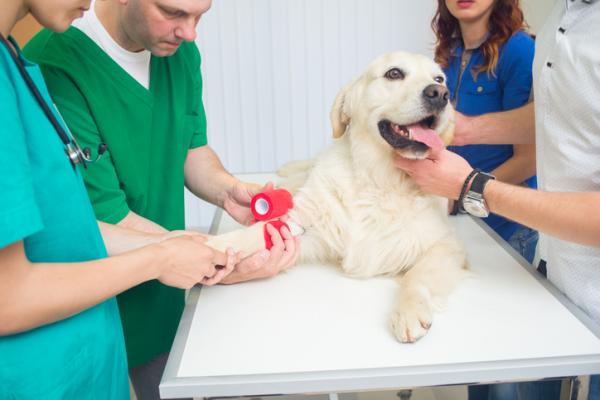 Von Willebrand sykdom hos hunder - symptomer og behandling - behandling av Von Willebrand sykdom hos hunder