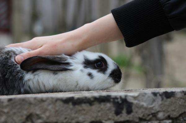 Plantarkorn av kaniner - Behandling og forebygging - Hvordan forebygge denne sykdommen?