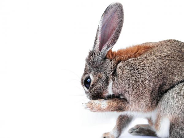 Kaninplantarkorn - Behandling og forebygging - Hva er plantarkorn hos kanin?
