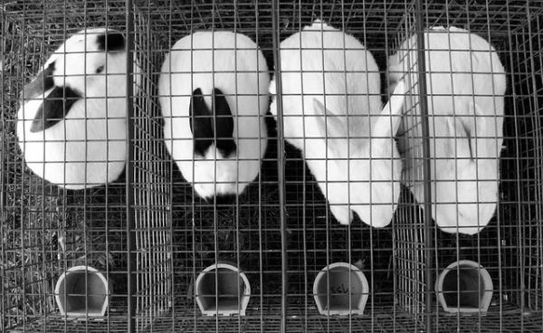 Plantarkorn av kaniner - Behandling og forebygging - Hva forårsaker plantarkorn på kaninpoter?