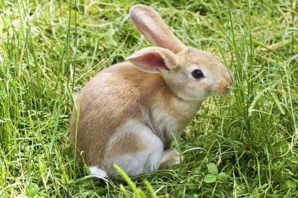 Plantarkorn av kaniner - Behandling og forebygging - Hvordan behandle plantarkorn hos en kanin?