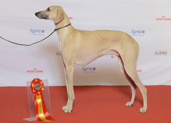 Mer nervøse hunderaser - Sloughi, Berber Greyhound eller Arabian Greyhound