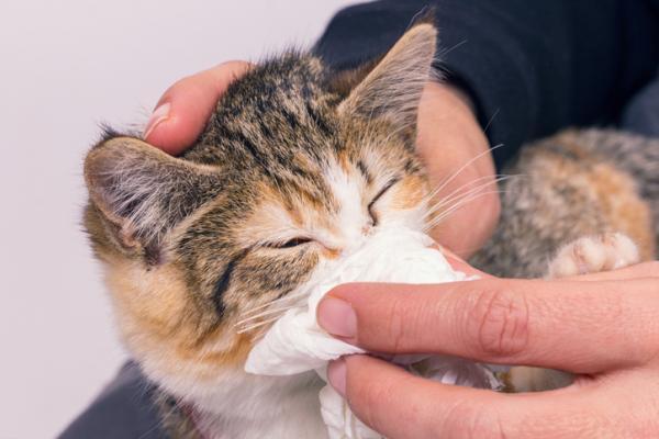 Antihistaminer for katter - dosering, merker og bivirkninger - Hva er antihistaminer for katter og hva er de til?