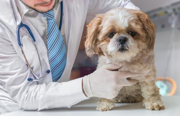 Omvendt nysing hos hunder - Årsaker, behandling og omsorg - Hva skal jeg gjøre hvis hunden min har omvendt nys?
