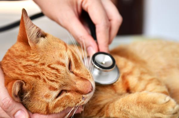 Katten min blir aggressiv hos veterinæren - Hos veterinæren