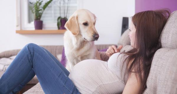 Forbered hunden min på babyens ankomst - Forbered hunden din på endringer i din livsstil