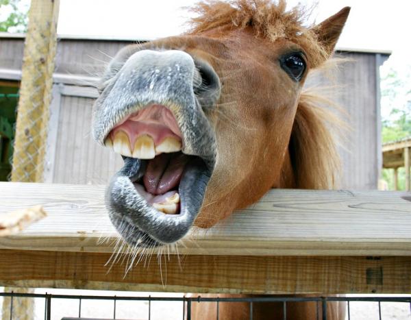 Tannabser hos hester - Symptomer og behandling - Hovedårsaker til tannabser hos hester