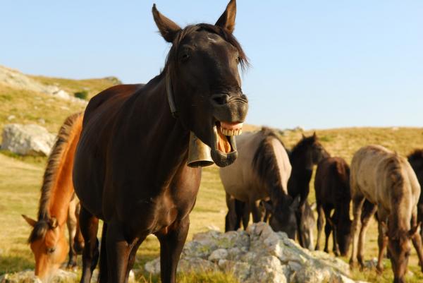 Tannabcesser hos hester - Symptomer og behandling - Hvordan unngå utseende av tannabser hos hester?