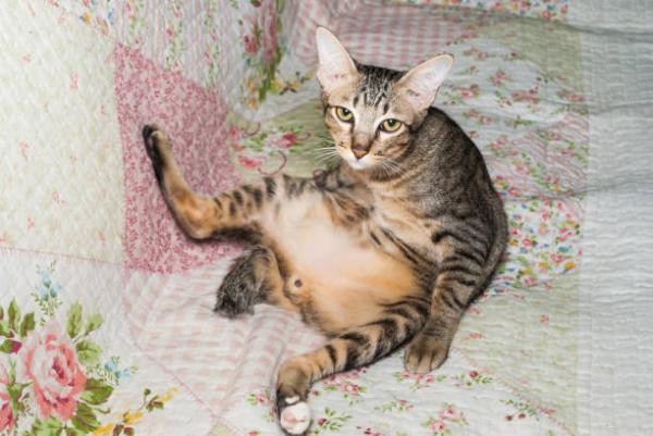 Katten min har hovne testikler - Årsaker - Testikkelbetennelse hos katter på grunn av svulster