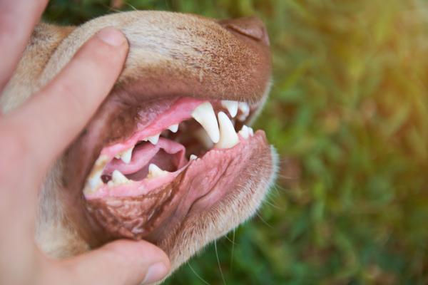 Hvitt tannkjøtt hos hunder - Årsaker - Hvordan er fargen på friskt tannkjøtt hos hunder?