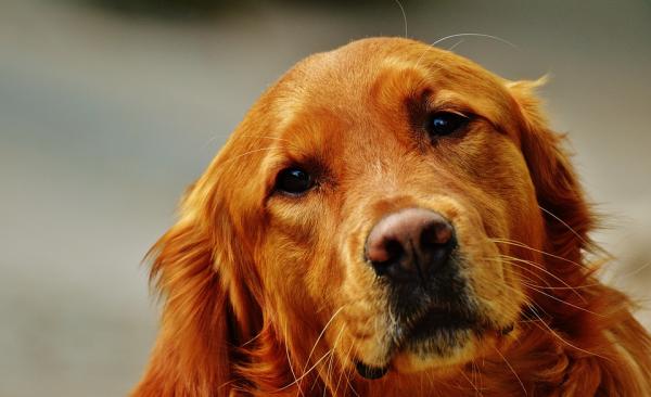 Benkreft hos hunder - Symptomer og behandling - Benkreft hos hunder