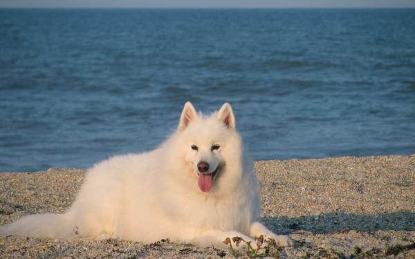 10 hunderaser som ser ut som ulv - Samoyed