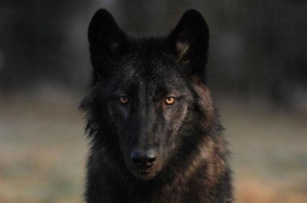 10 hunderaser som ser ut som ulv - Ulvehunden