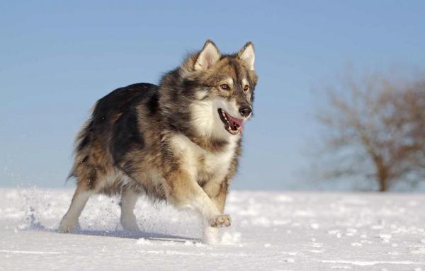 10 hunderaser som ser ut som ulv - Utonagan