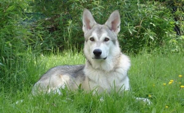 10 hunderaser som ser ut som ulver - Saarloos Wolfdog