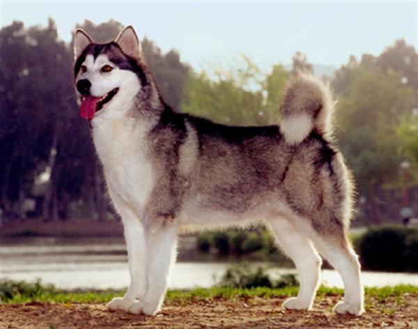 10 hunderaser som ser ut som ulver - kanadisk eskimohund