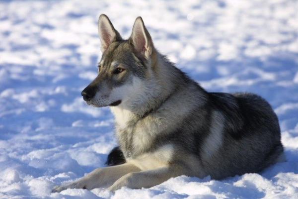 10 hunderaser som ser ut som ulv - Tamaskan