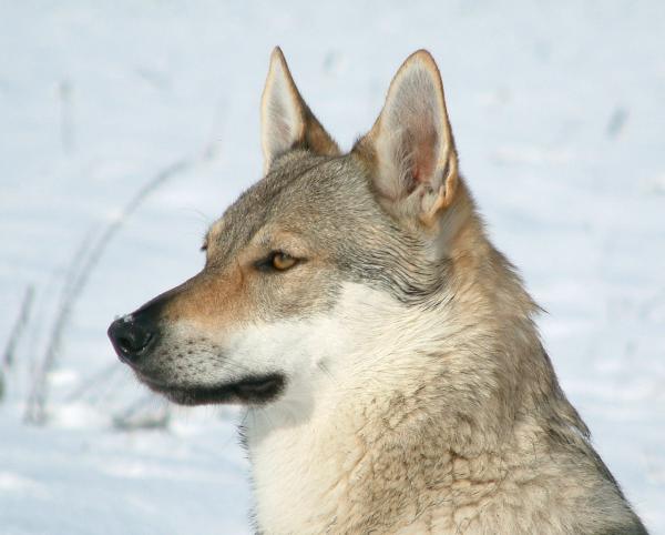 10 hunderaser som ser ut som ulv - tsjekkoslovakisk ulvehund