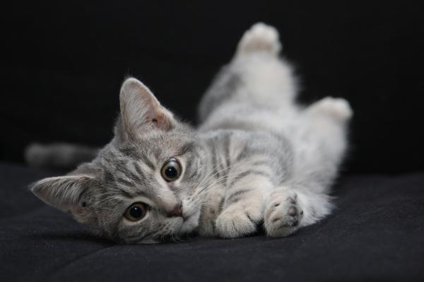 Navn på grå katter - Hva du bør vurdere når du velger det beste navnet på en grå katt?