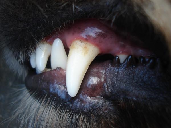 Tannråte hos hunder - Årsaker, symptomer og behandling - Tannråte hos hunder
