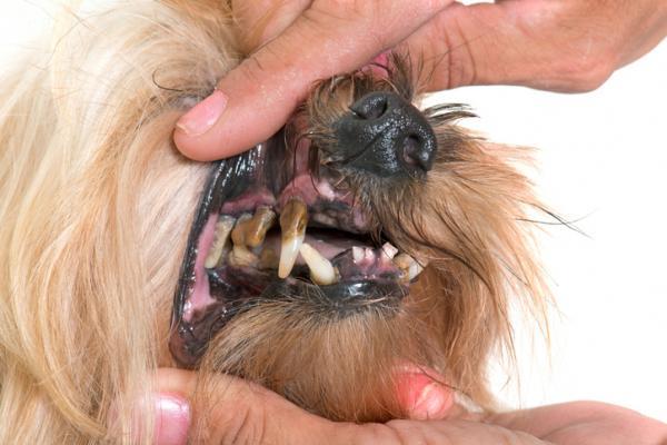 Tannråte hos hunder - årsaker, symptomer og behandling - symptomer på tannråte hos hunder