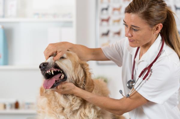 Tannråte hos hunder - Årsaker, symptomer og behandling - Hvordan oppdager man hulrom hos hunder? 