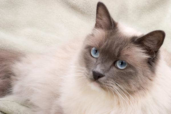 Ragdoll kattesykdommer - Hårboller og fordøyelsesproblemer hos Ragdoll katter
