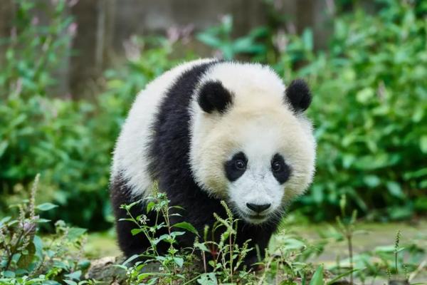 Er pandabjørnen i fare for å bli utryddet?  - Bevaringsstatus for den gigantiske pandabjørnen