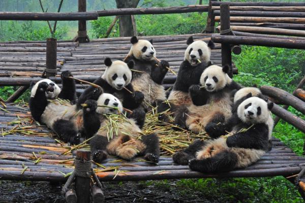 Er pandabjørnen i fare for å bli utryddet?  - Løsninger for å unngå utryddelse av pandabjørnen
