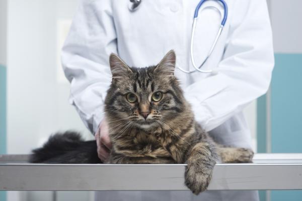 Hvordan vet jeg om katten min er syk?  - Hva skal jeg gjøre hvis katten min er syk?