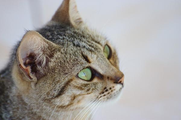Fordeler med å adoptere en voksen katt - Adoptere et kjæledyr?