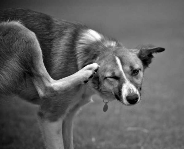 Midd hos hunder - Symptomer, smitte og behandling - Hvorfor er smitte så enkelt?