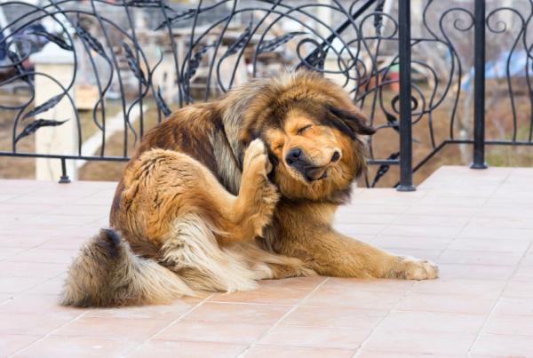 Midd hos hunder - Symptomer, smitte og behandling - De vanligste mikroskopiske middene hos hunder