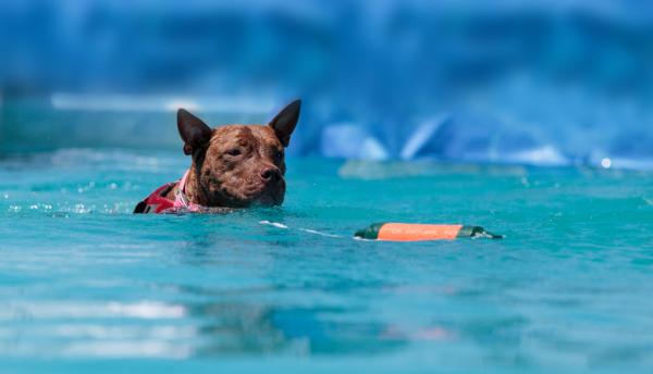 5 øvelser for pitbullhunder - 4. Svømming