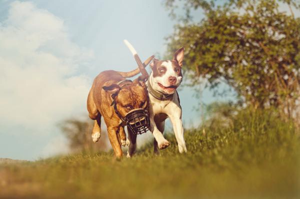 5 øvelser for pitbullhunder - 1. Løping 