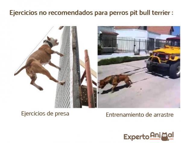 5 øvelser for pitbullhunder - øvelser anbefales ikke