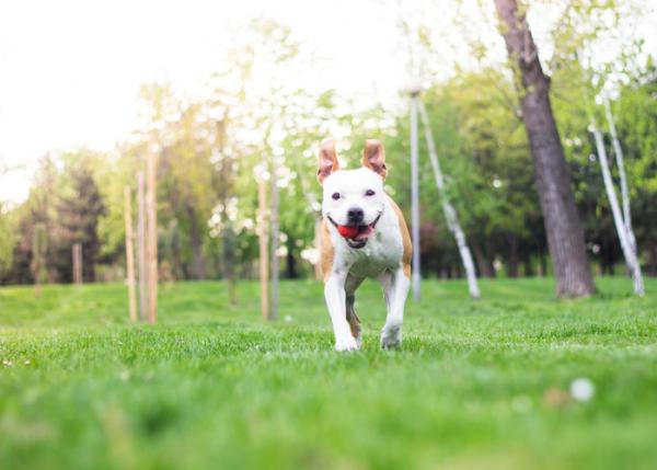 5 øvelser for pitbullhunder - 2. Ball og fresbee