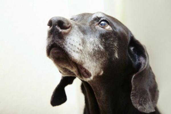 Hjernealdring hos hunder - symptomer og årsaker - Hjelper med å forsinke aldring av hjernehunder