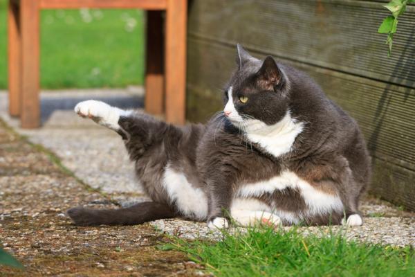 Hvordan vite om katten min er feit?  - Hvordan få en katt til å gå ned i vekt?