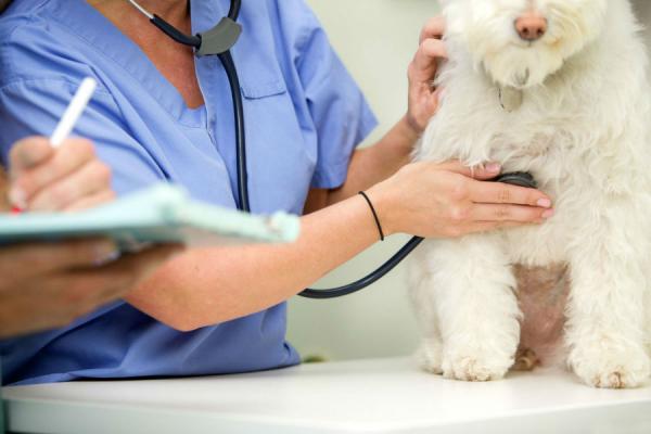Lungestenose hos hunder - Symptomer og behandling - Diagnose av lunge -stenose hos hunder